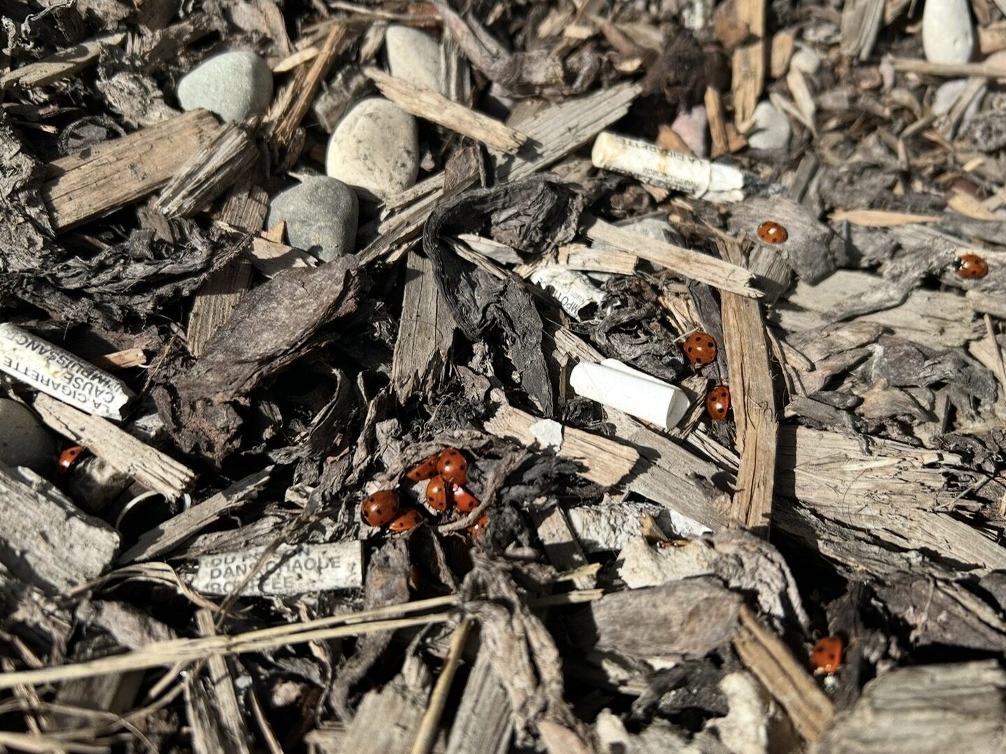 Connor Alumni YVC Day 2026